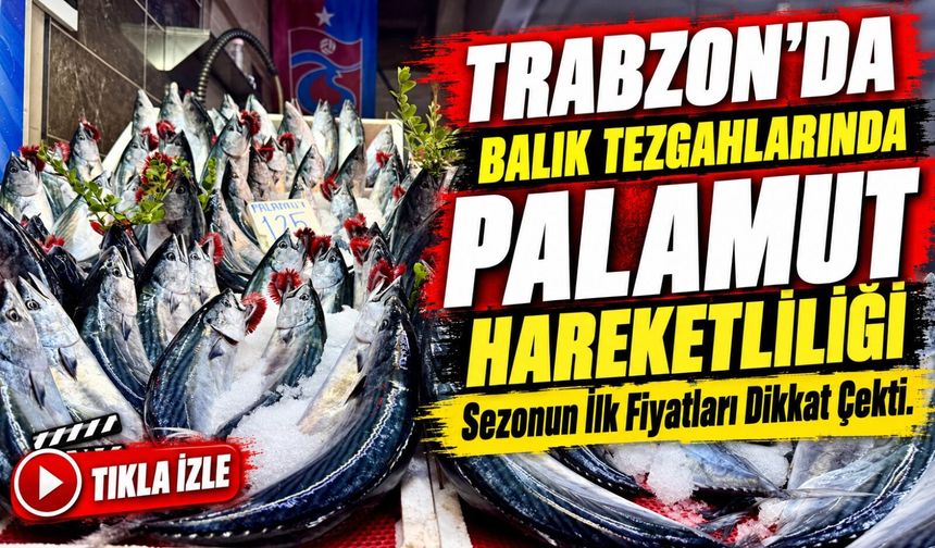 Trabzon’da Balık Tezgahlarında Palamut Hareketliliği; Sezonun İlk Fiyatları Dikkat Çekti
