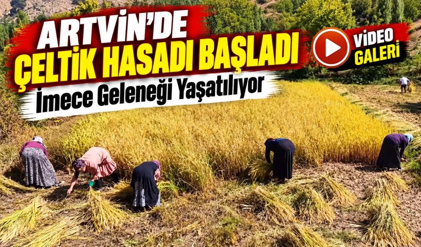 Artvin’de Altın Rengine Dönen Tarlalarda Çeltik Hasadı Başladı
