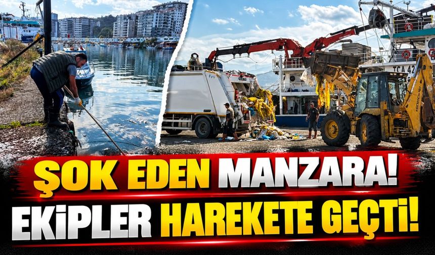 Rize Pazar'da Denizden Yüzlerce Palamut Çıktı: Ağır Koku Mahalleliyi İsyan Ettirdi!