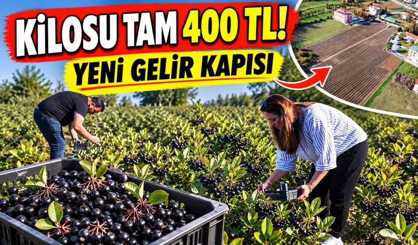 Samsun'da Alternatif Tarım Hamlesi: 25 Dönümlük Arazide Yetiştirilen Ürünün Fiyatı Şaşırttı!