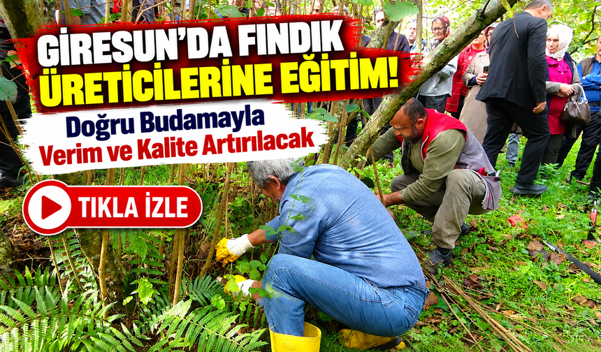 Giresun'da Fındık Üreticilerine Uygulamalı Eğitim!; Doğru Budamayla Verim ve Kalite Artırılacak