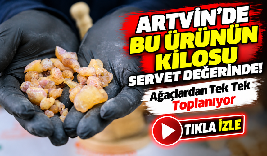 Artvin'de Bu Ürünün Kilosu Servet Değerinde!; Ağaçlardan Tek Tek Toplanıyor