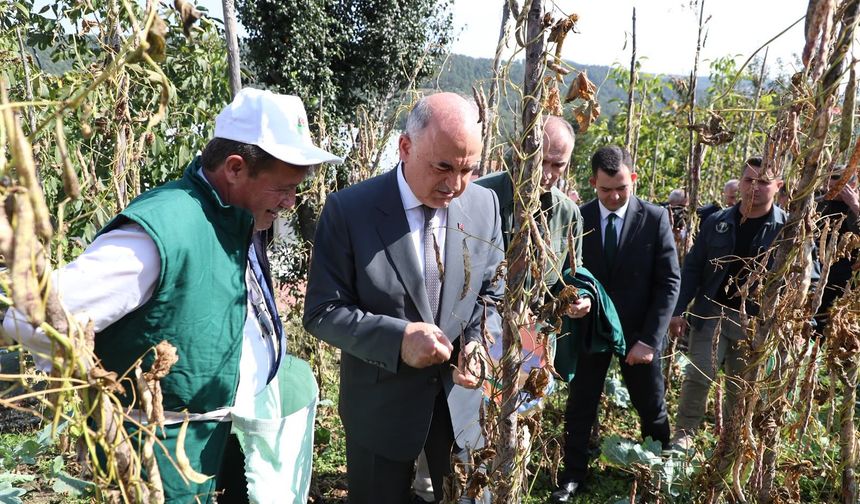 Ordu'da Şeker Fasulyesinde Büyük Artış! Üretim Rakamları Açıklandı