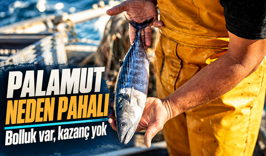 Karadeniz'de 30, İstanbul'da 200 TL: Palamut Neden Pahalanıyor?