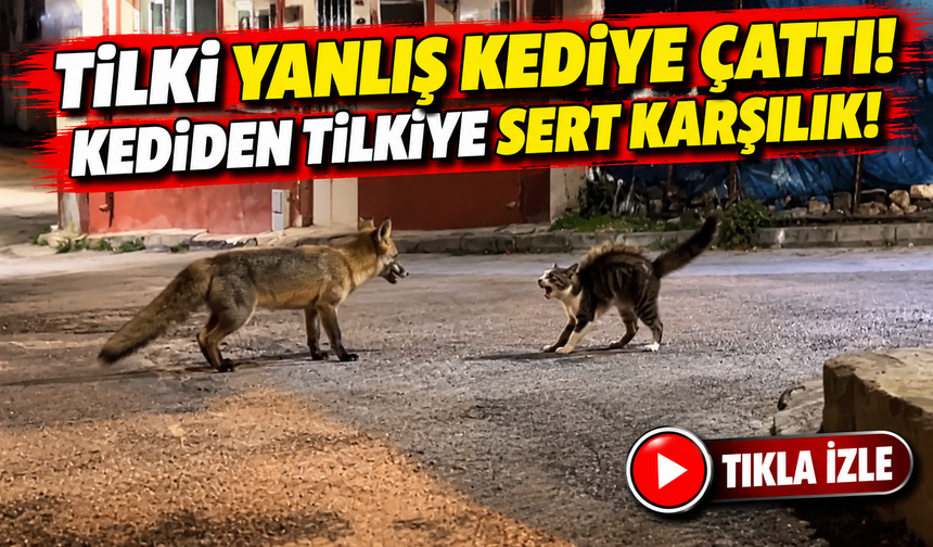 Bayburt'ta Kedi Tilkiyi Kovaladı! Yemek Kavgası Kamerada