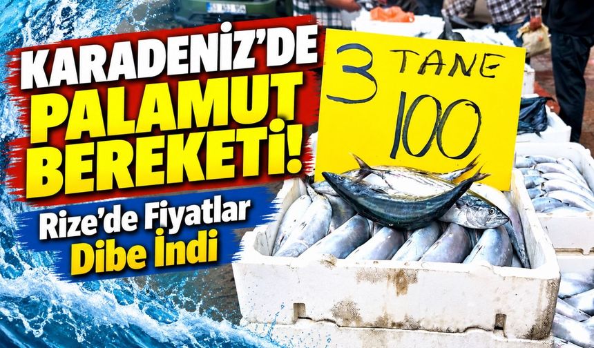 Karadeniz'de Palamut Bereketi! Rize'de Fiyatlar Dibe İndi