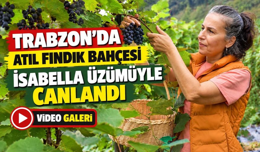 Trabzon’da Atıl Fındık Bahçesi İsabella Üzümüyle Canlandı