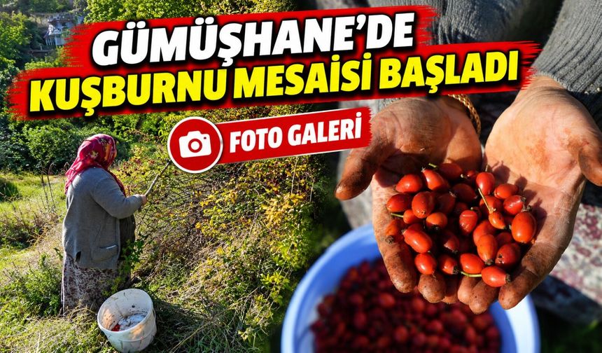 Gümüşhane’de Kuşburnu Mesaisi Başladı: Kazanlar Kaynıyor