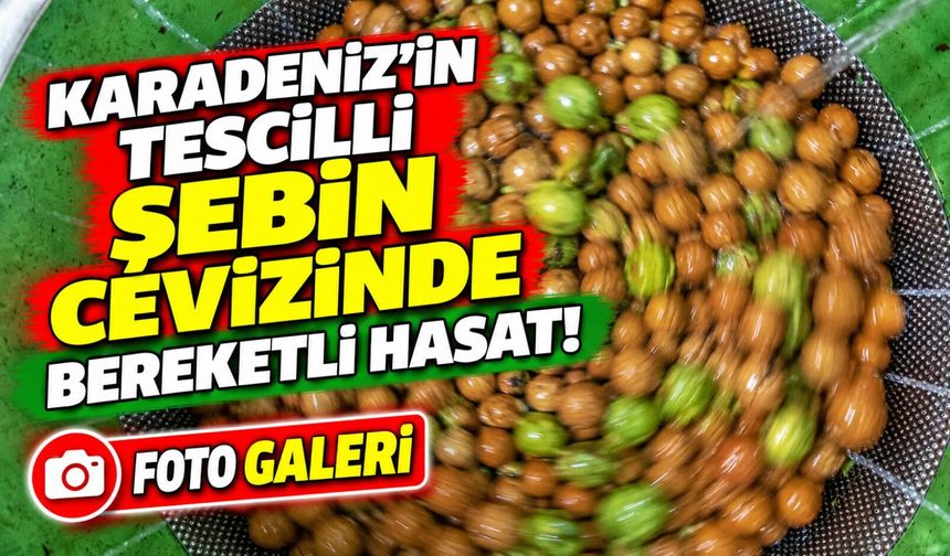 Karadeniz’in Tescilli Şebin Cevizinde Bereketli Hasat; Rekolte Beklentileri Sevindirdi