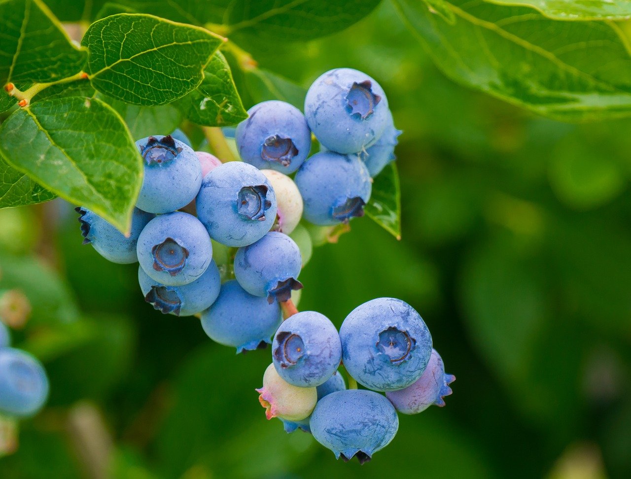 Blueberries Fruits Berries 3548239