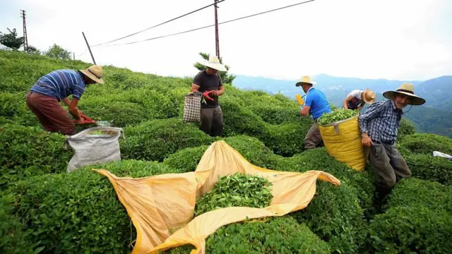 Çay1