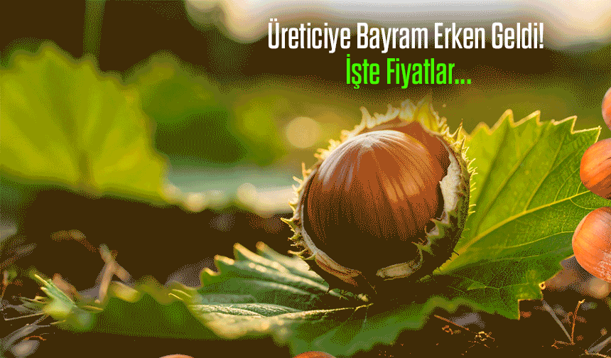 Karadeniz’de Fındık Piyasası Karıştı! Güncel Fiyatlar Belli Oldu