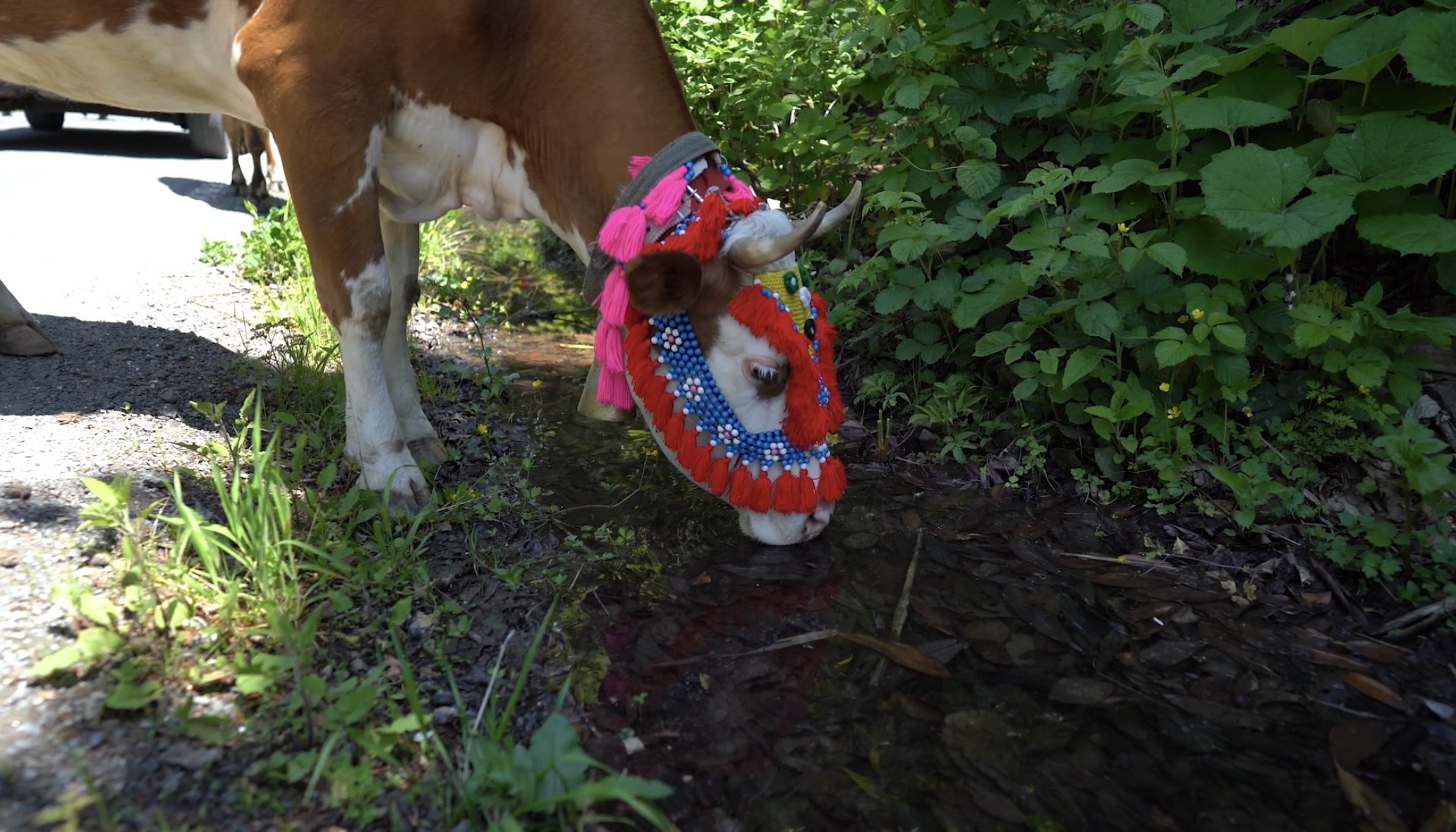 Karadeniz Yayla Göçü (2)