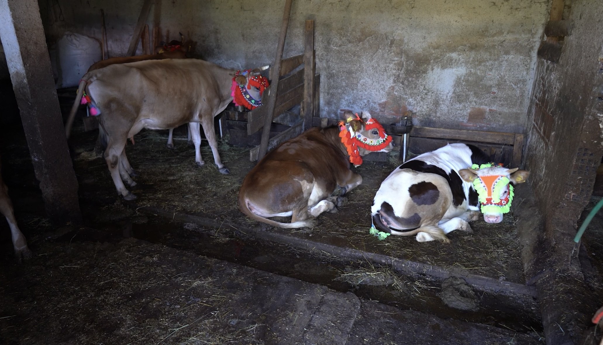 Karadeniz Yayla Göçü (6)