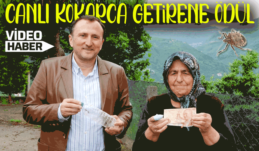 Kahverengi Kokarcanın Başına Ödül Kondu: Canlısı 1 TL’den Alınıyor