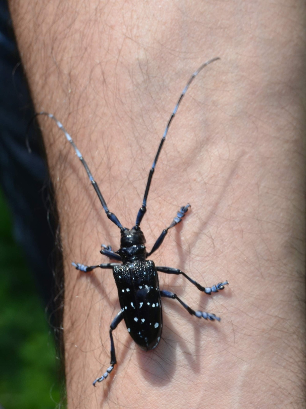 Böcek2