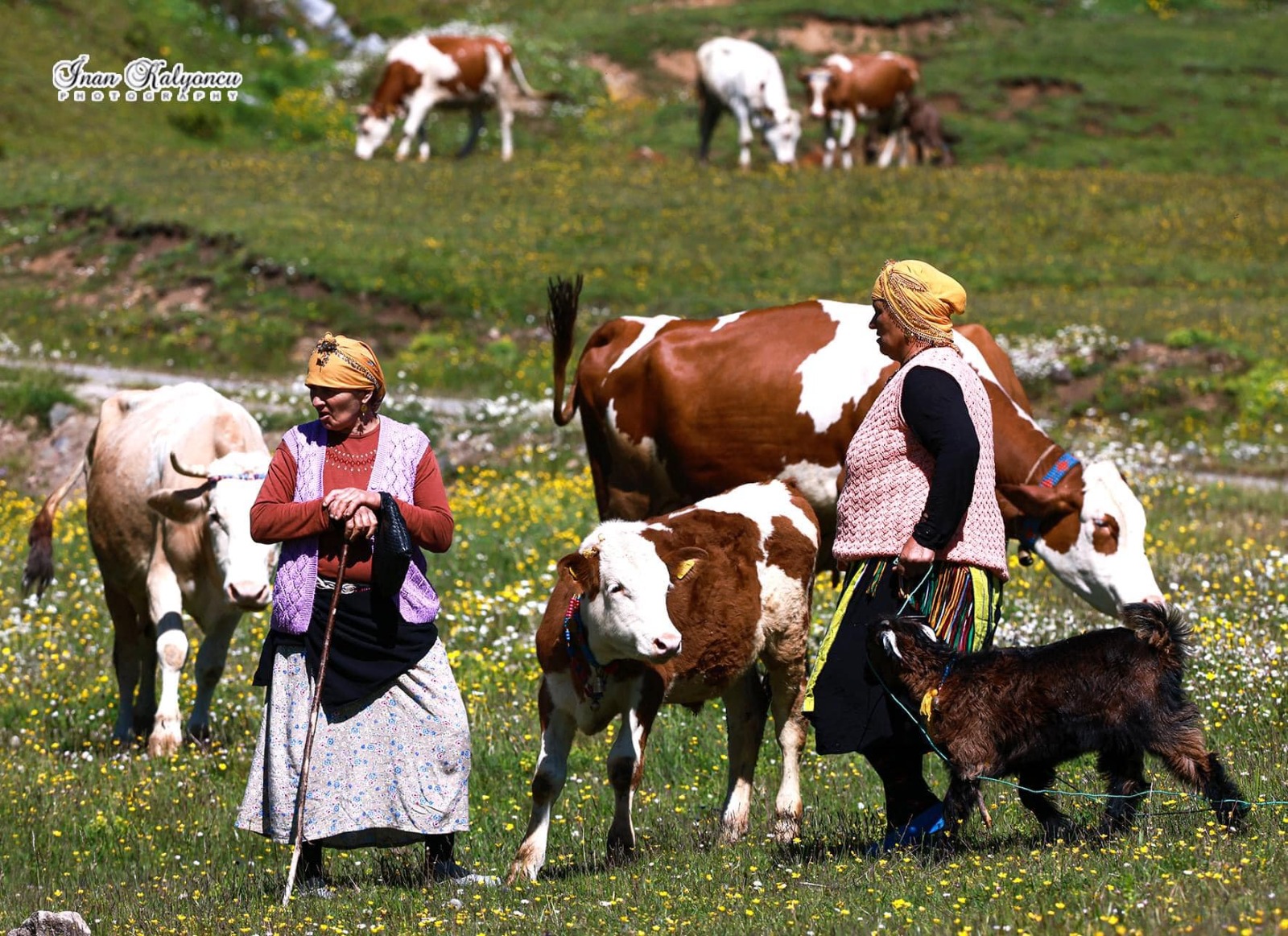 Köy1