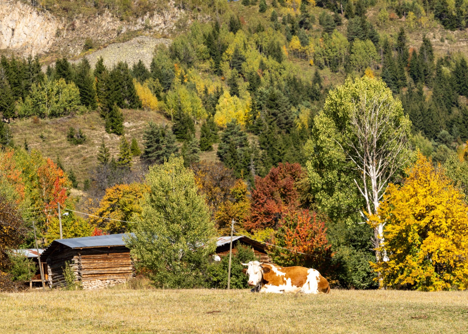 Sonbaharın Tüm Renkleriyle Büyülüyor: “Sakin Şehir” Şavşat'ta Görsel Şölen