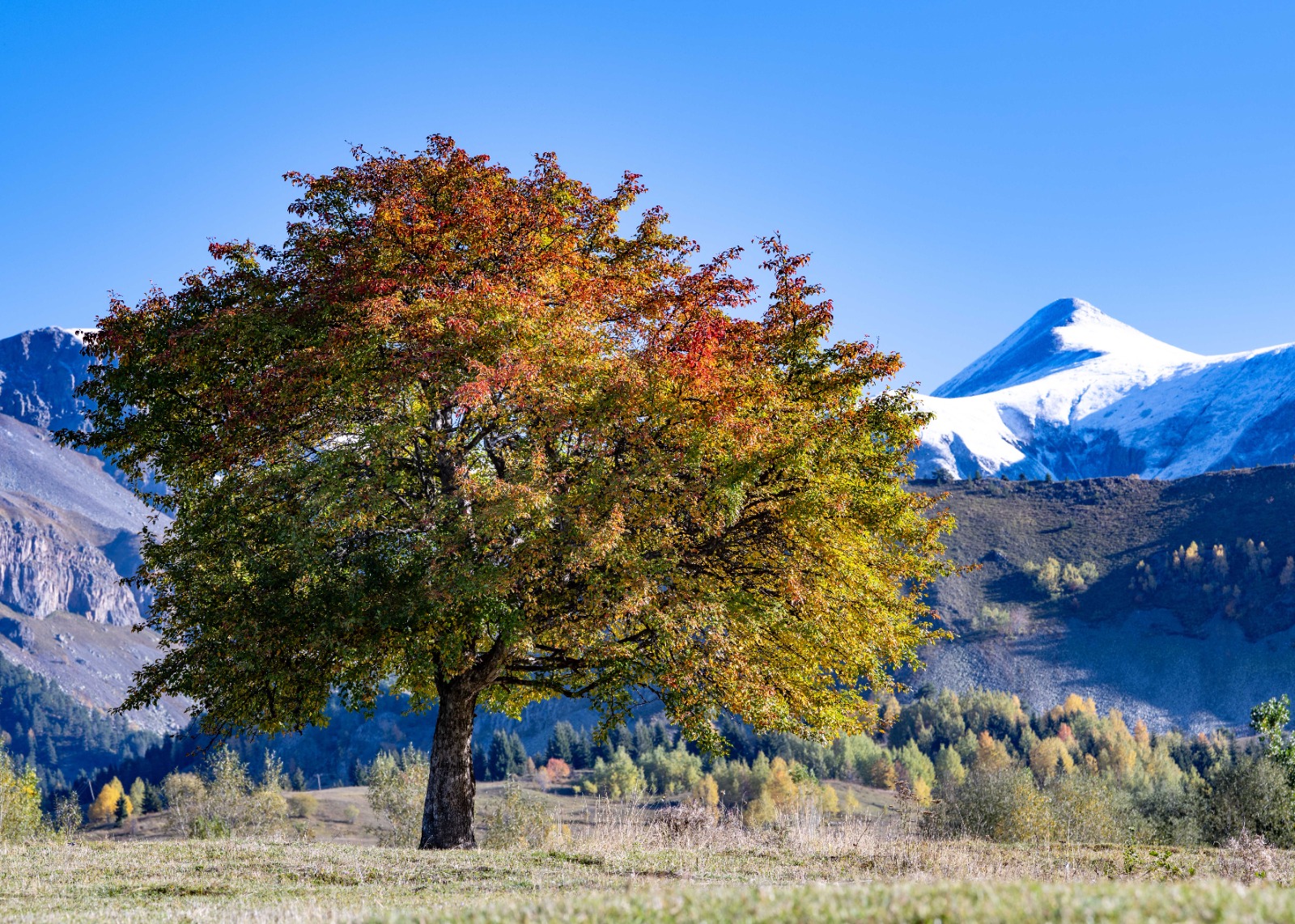 Ormanlık alanlarda yeşil yaprakların yavaş yavaş sarıya, kırmızıya ve turuncuya dönüştüğü bu dönem, özellikle fotoğraf meraklıları ve doğaseverler için kaçırılmayacak bir fırsat sunuyor.