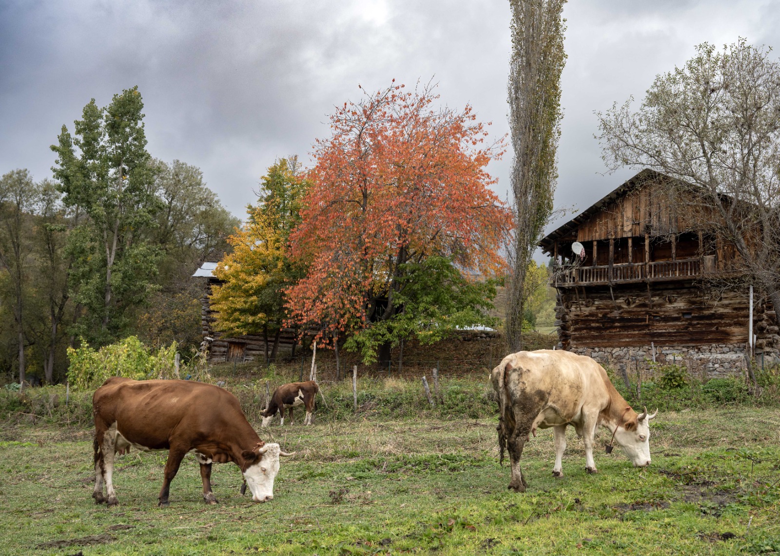 Sarı, yeşil, kırmızı ve kahverenginin eşsiz uyumu, bölgeyi ziyaret eden fotoğraf tutkunlarına ilham veriyor. Ahşap mimarisi, sessizliği ve doğallığıyla bilinen Şavşat’ta sonbahar, adeta bir görsel şölen sunuyor.
