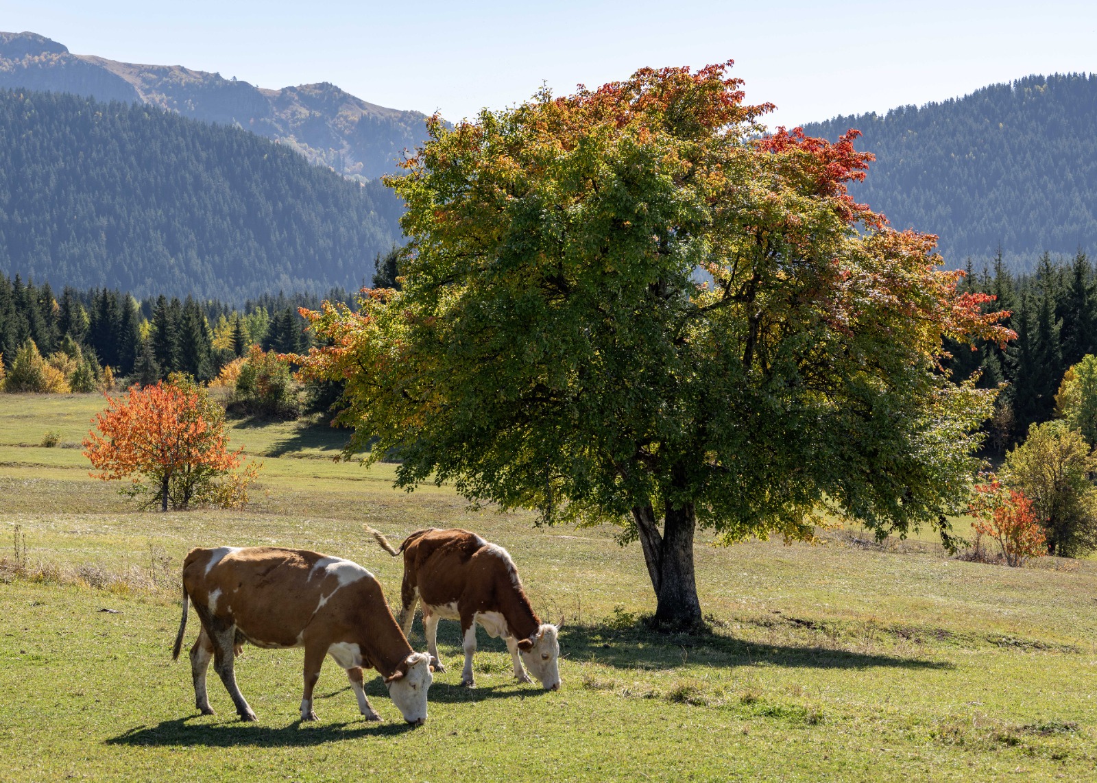 Sonbaharın Tüm Renkleriyle Büyülüyor: “Sakin Şehir” Şavşat'ta Görsel Şölen