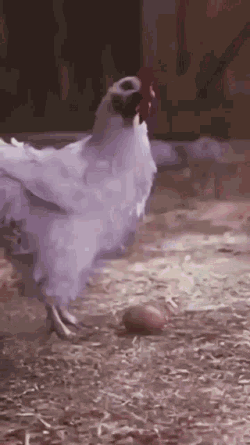 Chicken Skill