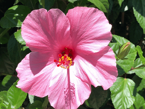 Hibiskus Nedir? Hibiskus Çayı Faydaları Nelerdir?
