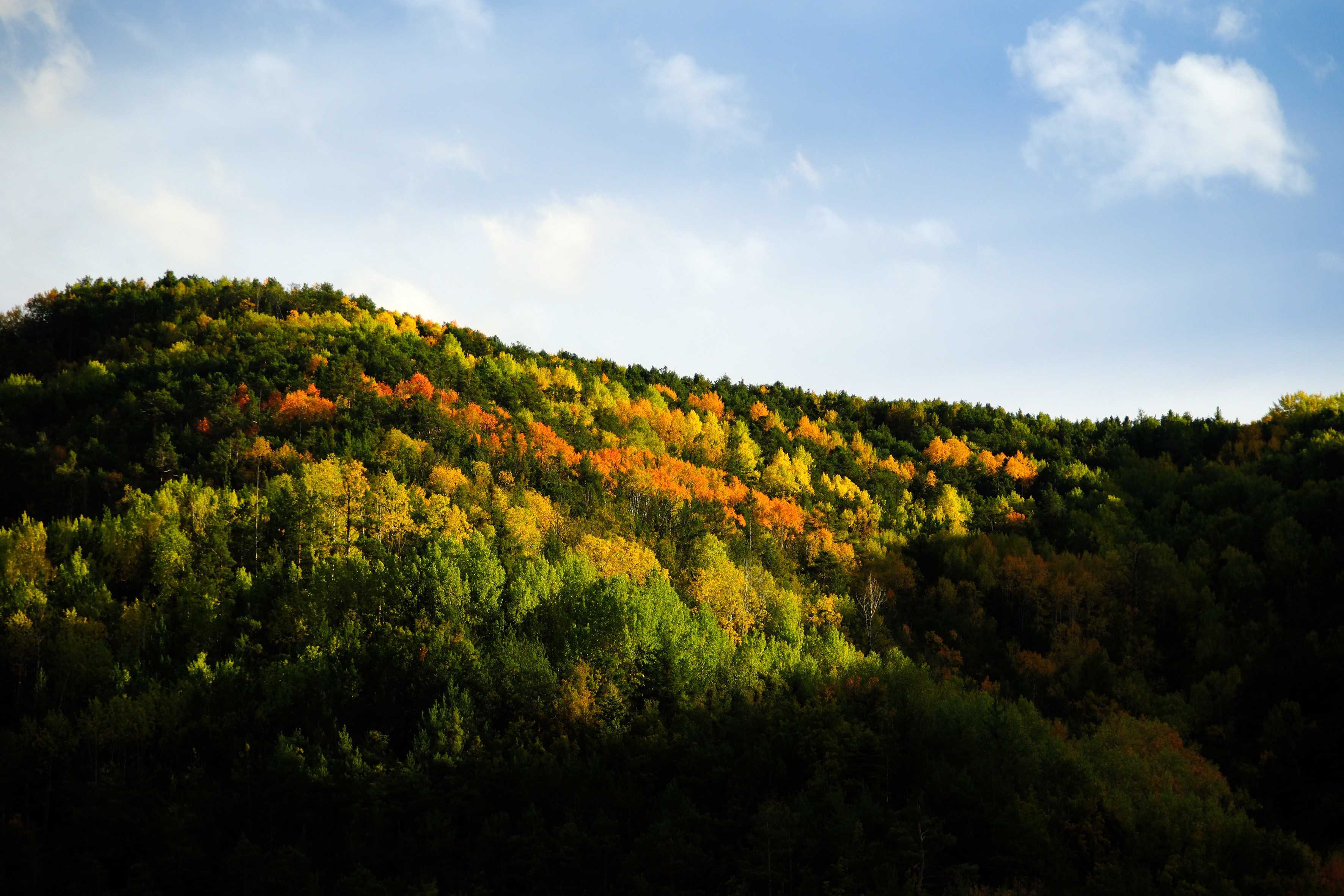 Yol boyunca uzanan titrek kavak, sarı çam ve meşe ağaçları, her biri farklı renge bürünmüş yapraklarıyla doğanın tüm paletini gözler önüne seriyor. Aynı manzaranın arka planında ise karla kaplı Artabel ve Abdalmusa Dağları yükseliyor. Bu manzara, bir doğa belgeselinden fırlamışçasına izleyenleri büyülüyor.