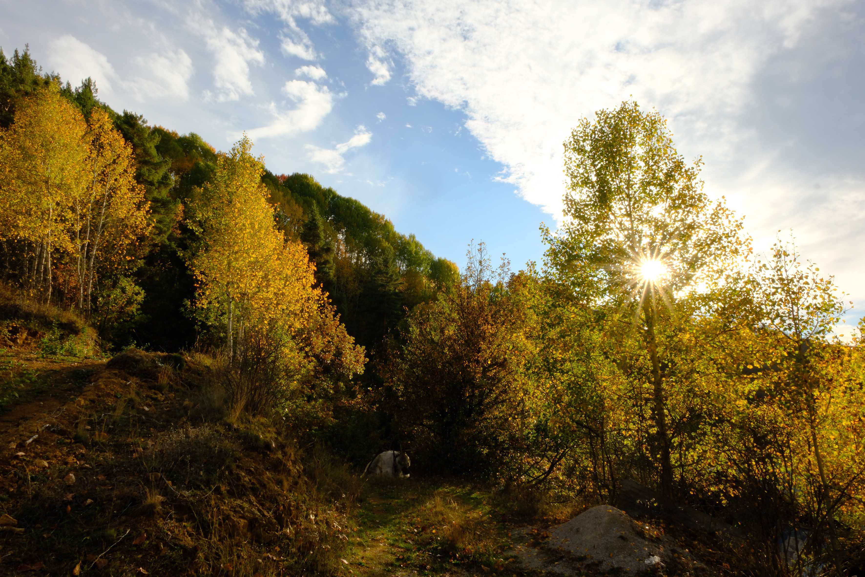 Sonbahar ve kış aynı karede
Gümüşhane’nin coğrafyasını özel kılan en önemli unsurlardan biri, şehir genelinde 600 metre ile 3.300 metre arasında değişen rakım farklılıkları. Bu da doğanın farklı yüzlerini aynı anda gözlemlemeye olanak tanıyor. 1.850 metre rakımlı Gözeler ve Yaydemir Köyü grup yolu ise sonbaharın son demlerini yakalamak isteyenlerin uğrak noktası.