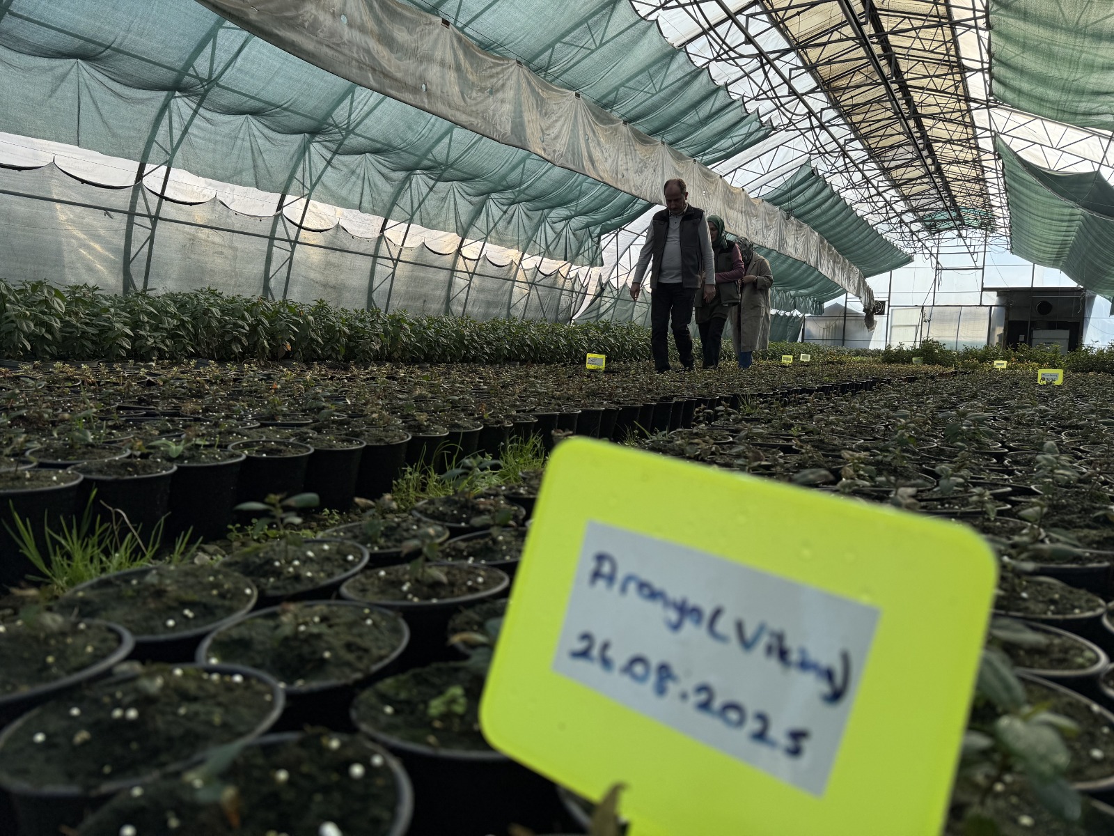 Trabzon’da Doku Kültürü Laboratuvarında Yılda 200 Bin Fidan Üretiliyor