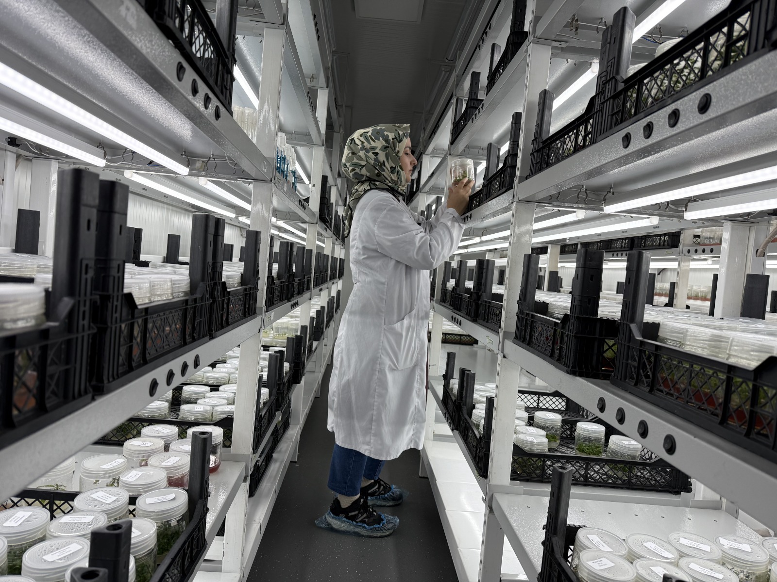 Trabzon’da Doku Kültürü Laboratuvarında Yılda 200 Bin Fidan Üretiliyor