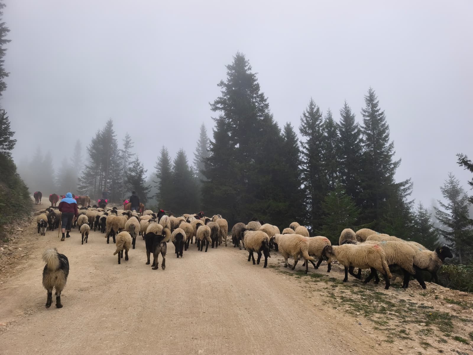 Yayla Göçü 2
