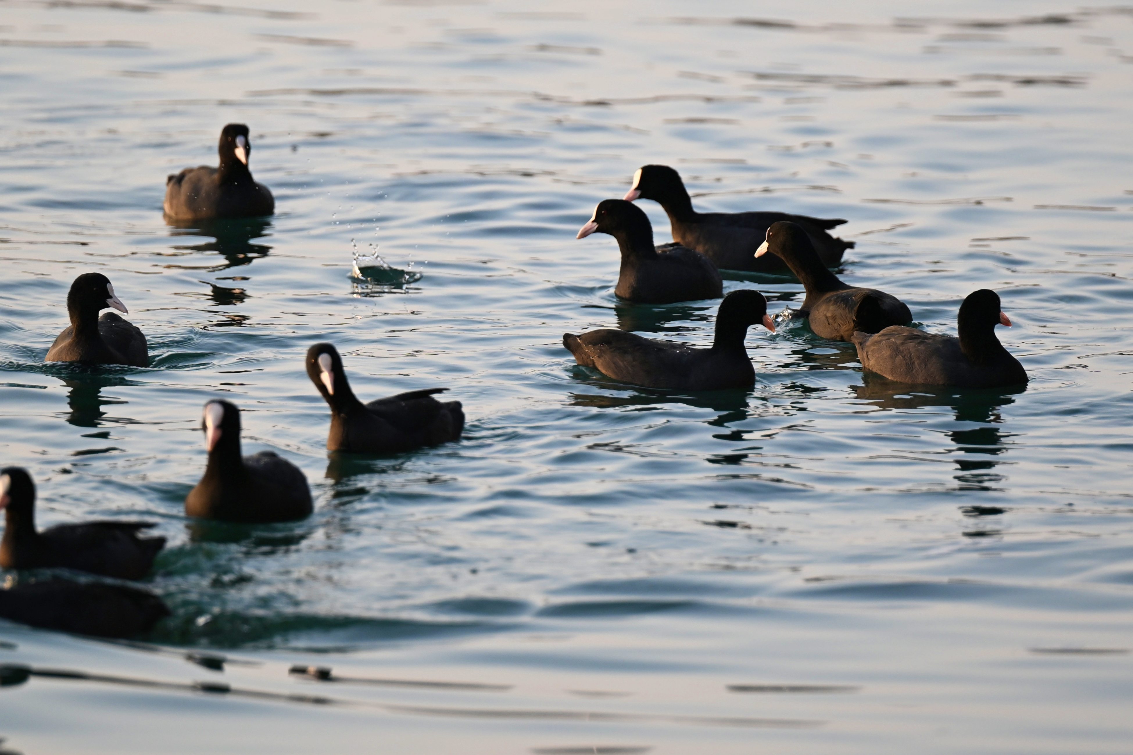 A A 20251110 39672358 39672355 T R A B Z O N D A G U N L U K Y A S A M