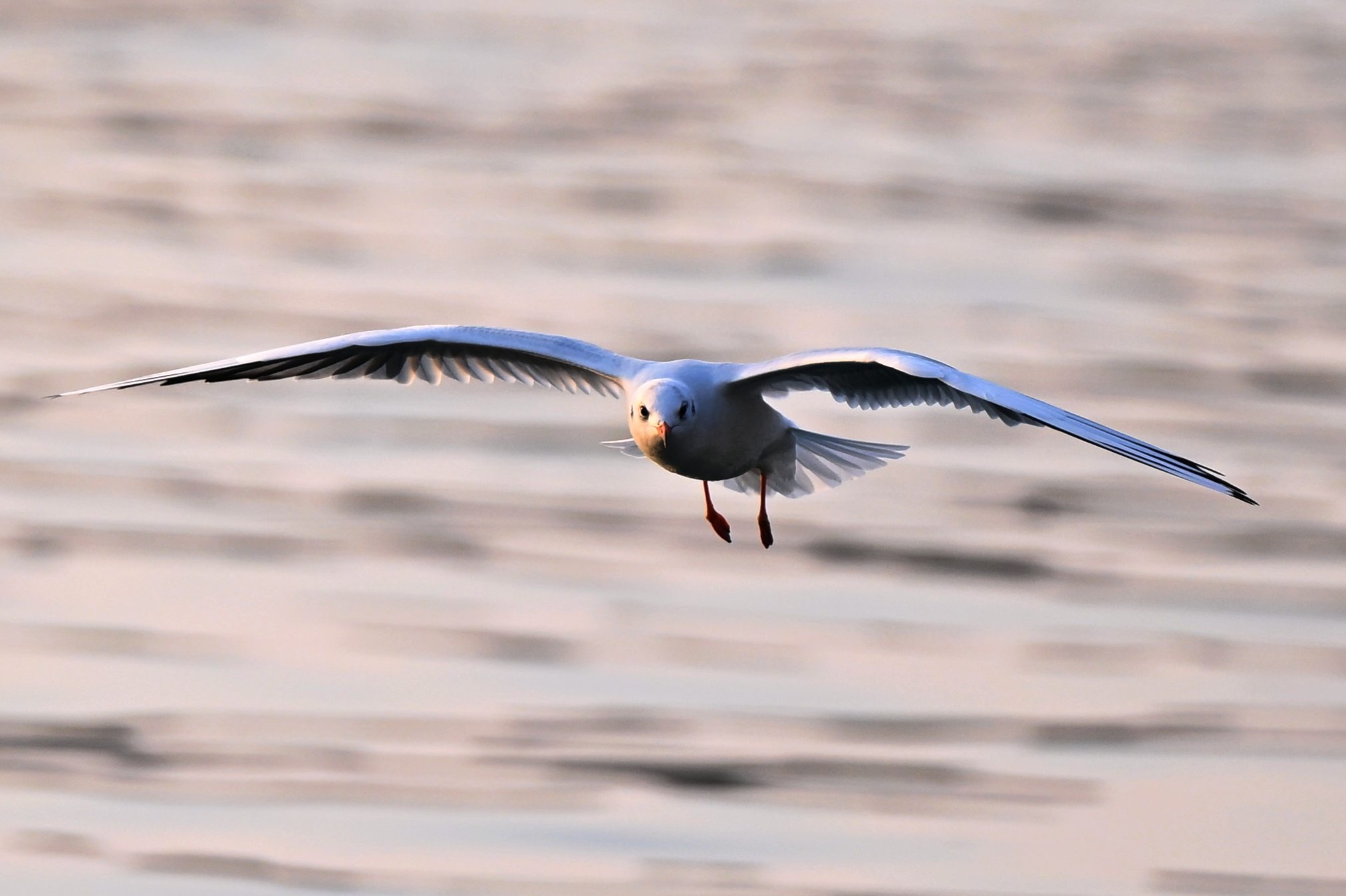 A A 20251110 39672358 39672356 T R A B Z O N D A G U N L U K Y A S A M