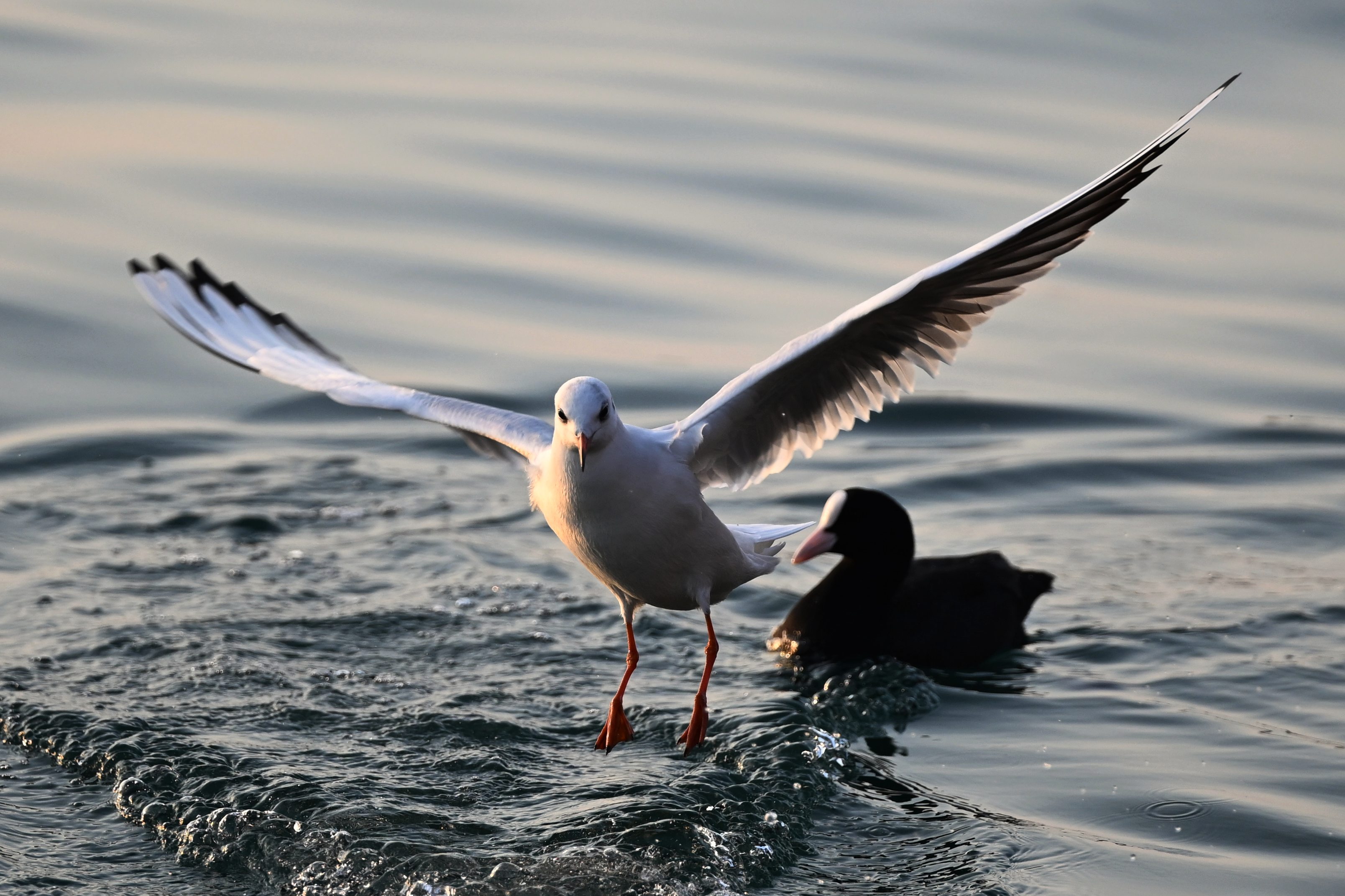 A A 20251110 39672358 39672357 T R A B Z O N D A G U N L U K Y A S A M