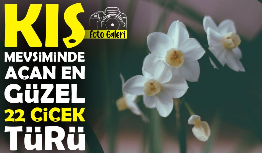 Kışın Açan Çiçekler: Soğuk Günlerde Açan 22 Harika Tür