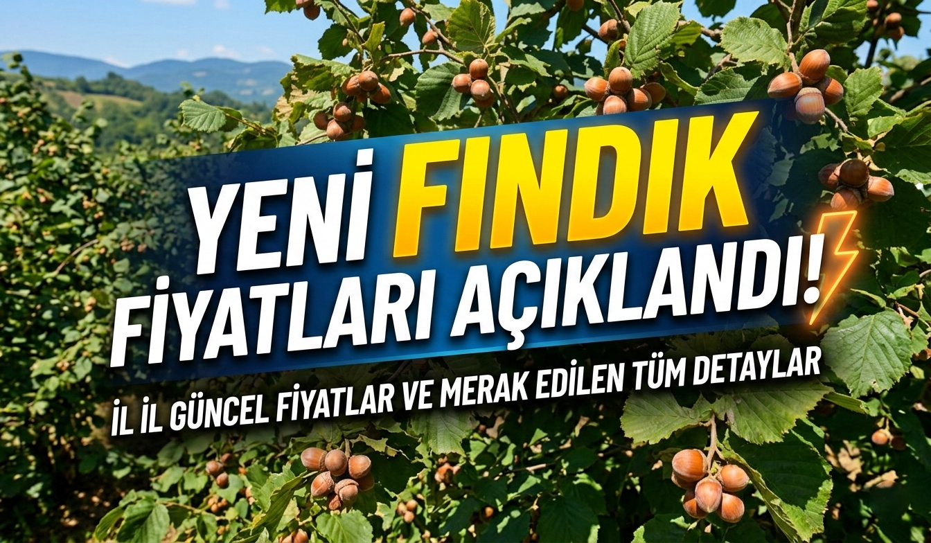 Fındık Fiyatları: Üretici İçin İl İl Güncel Tablo