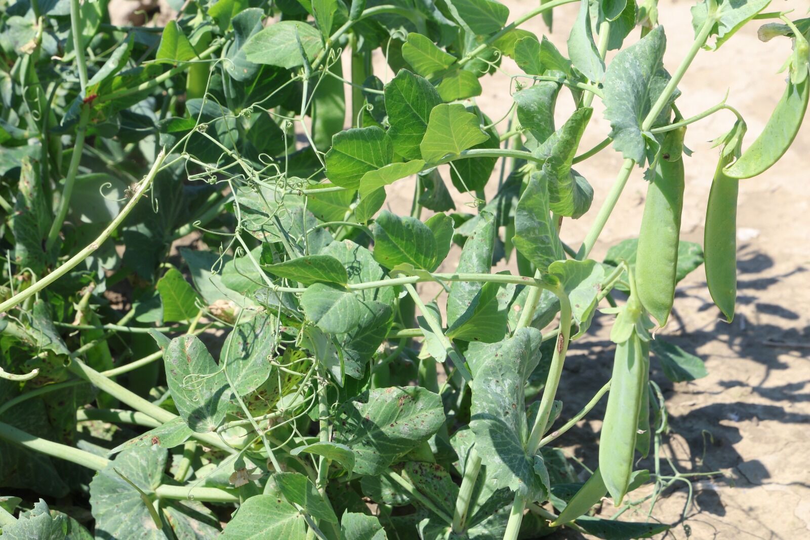 Whatsapp Image 2026 04 25 At 13.12.53 (5)