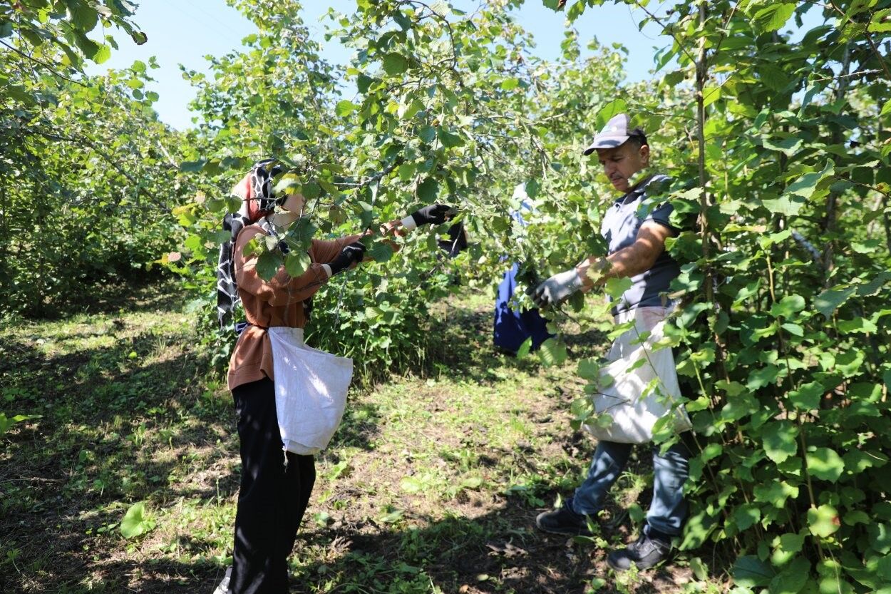 Fındıkta İşçi Sorununa Çözüm: Proje 7’nci Sezonunda Devam Ediyor