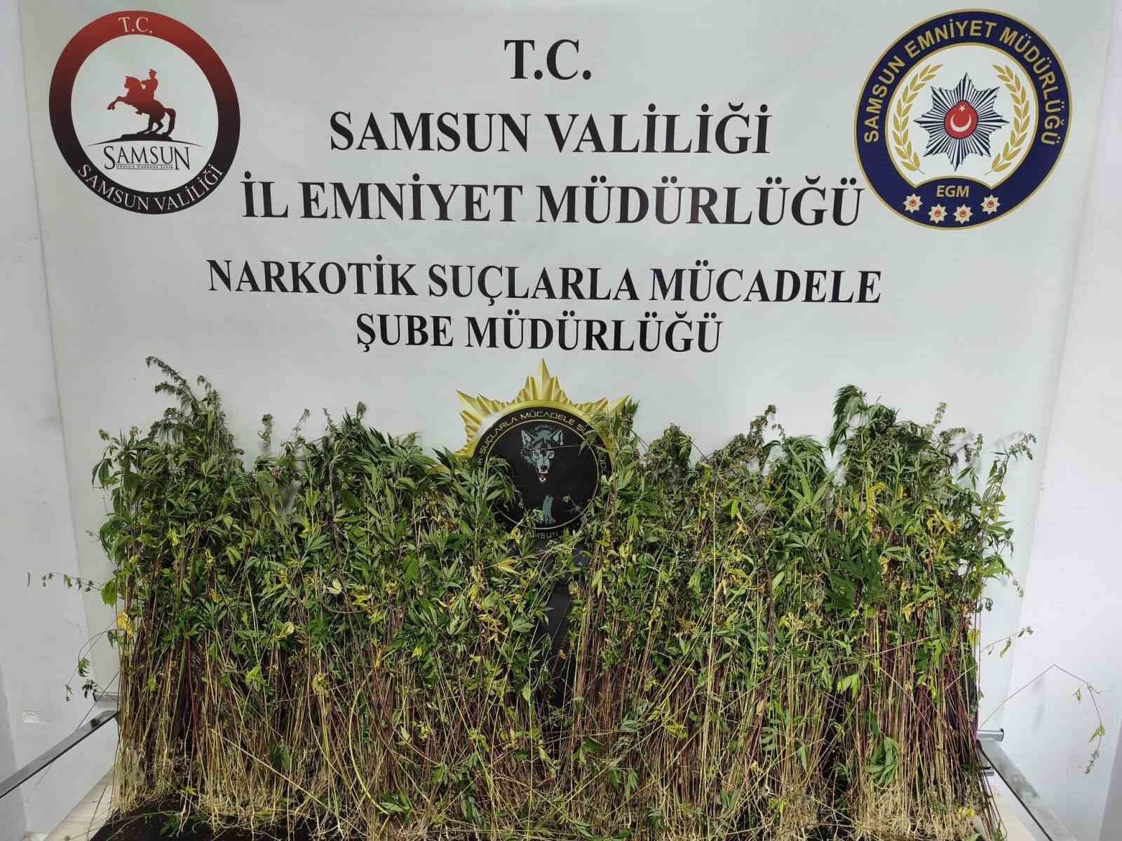 Bafra'da bin 655 kök kenevir ele geçirildi
