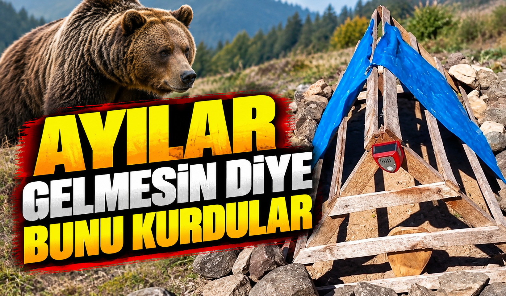 Rize’de mezarı ayılardan korumak için akılalmaz yöntem: Köpek sesi kurdular