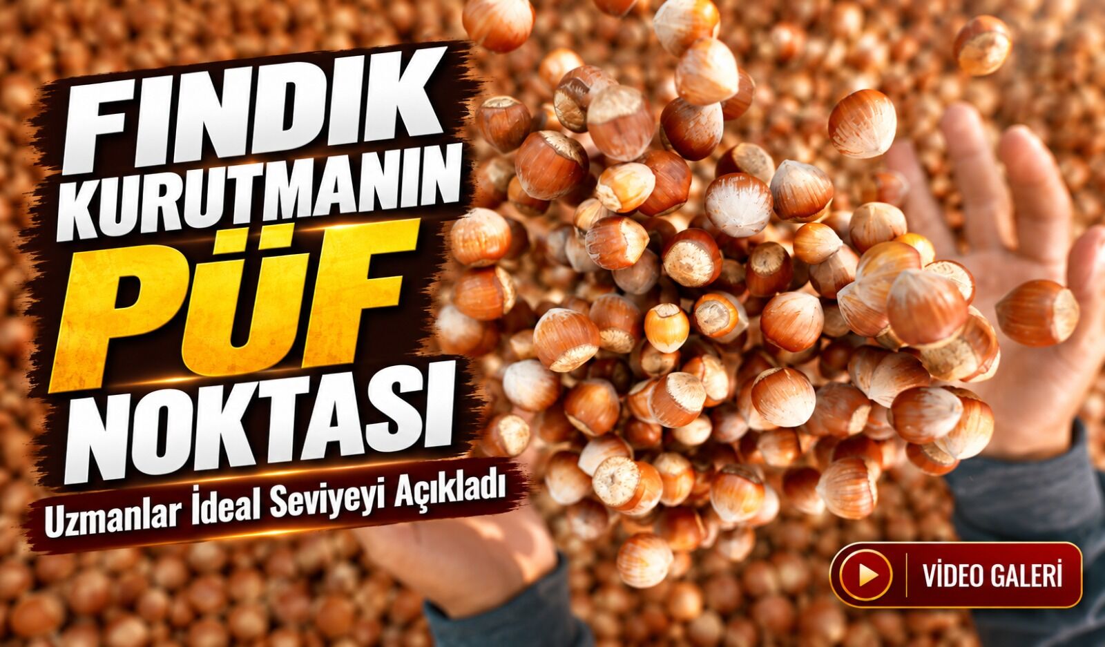 Fındık Kurutmanın Püf Noktası; Uzmanlar İdeal Seviyeyi Açıkladı