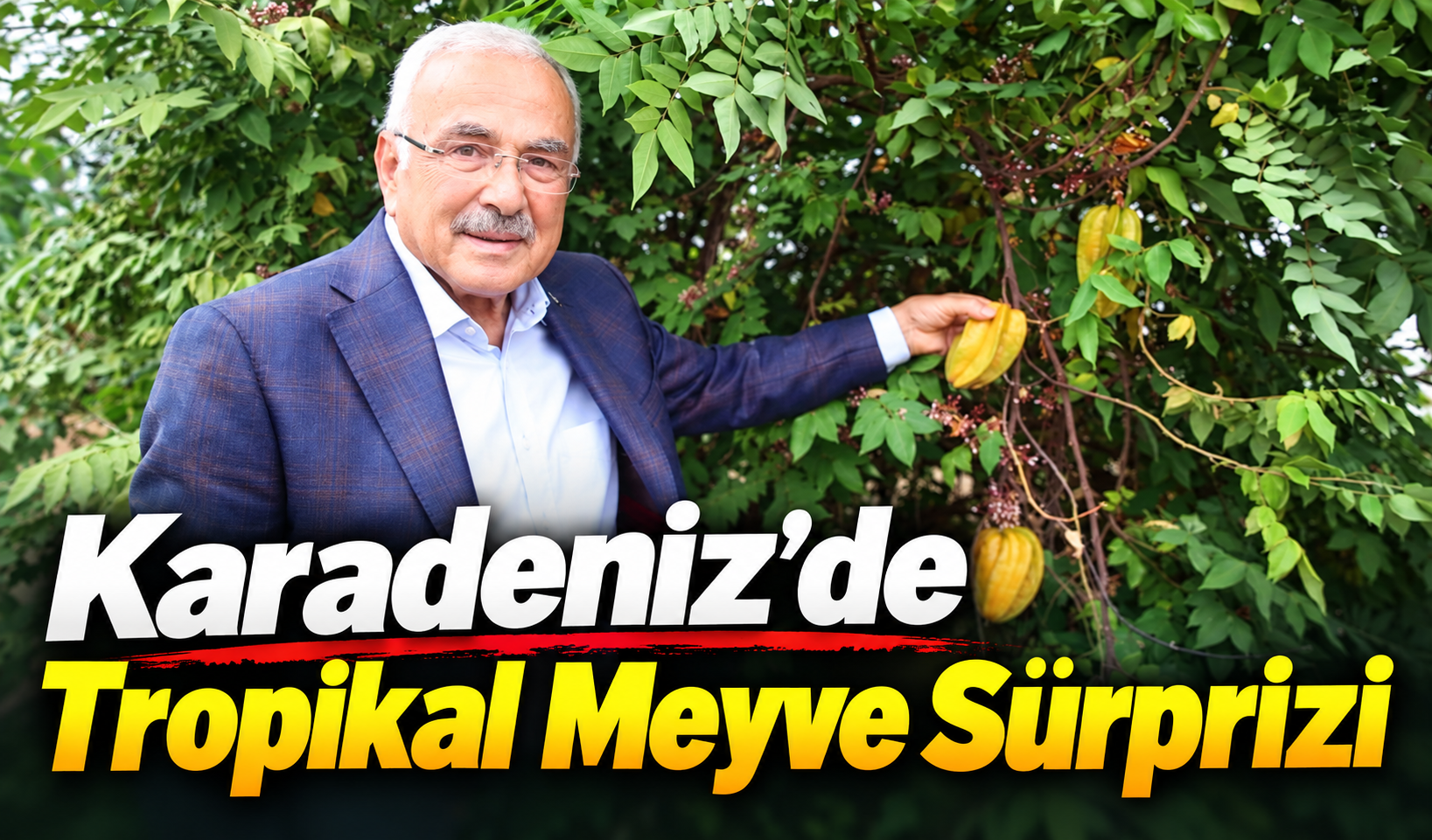 Karadeniz’de tropikal meyve dönemi: Ordu’da 20 çeşit yetiştiriliyor