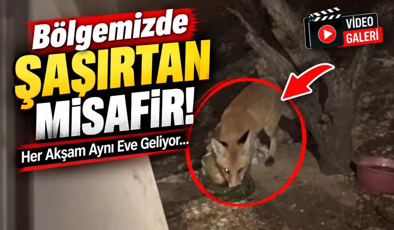 Bölgemizde şaşırtan misafir: Her akşam aynı eve geliyor
