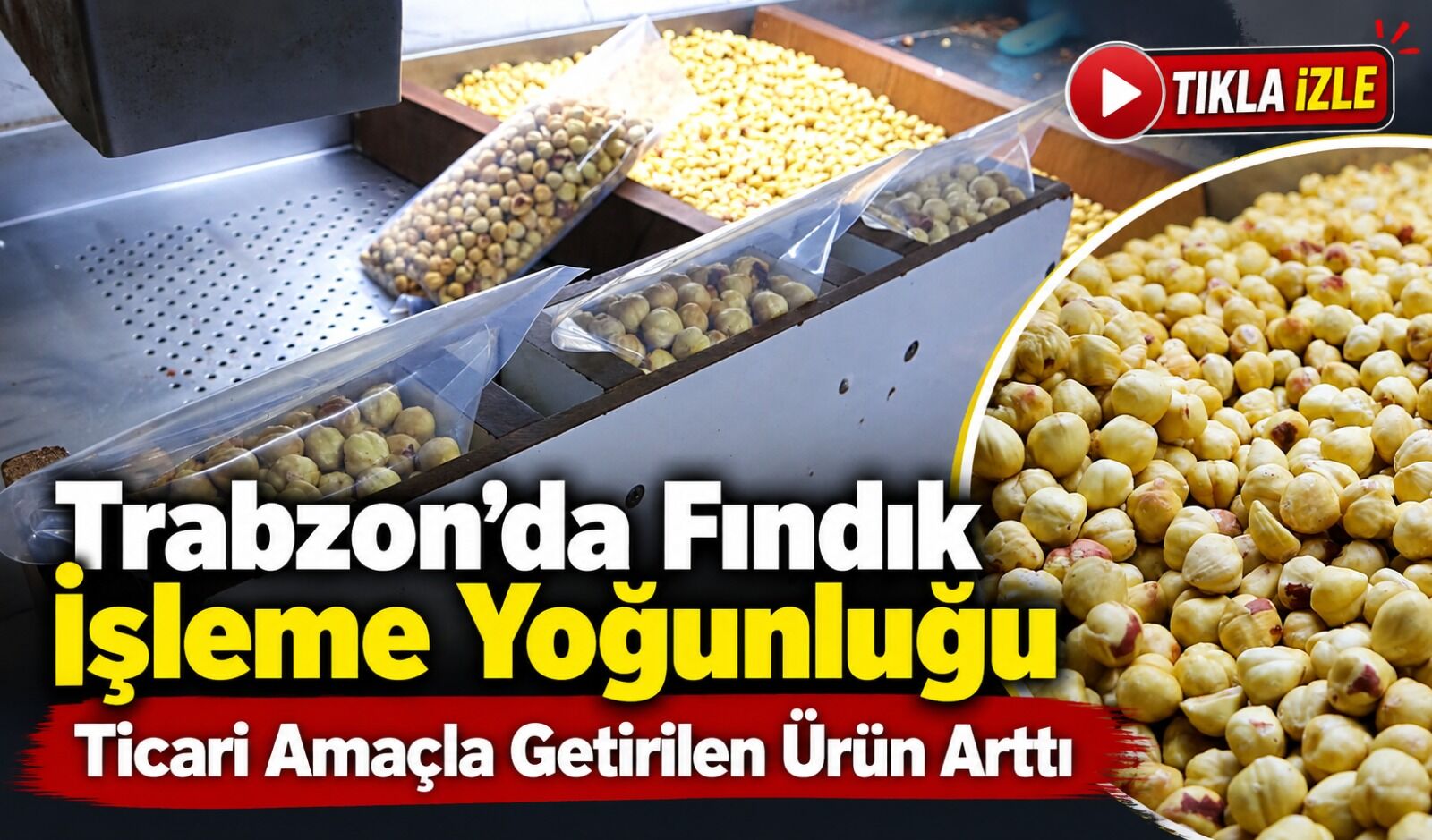 Trabzon’da fındıkta hasat bitti, işleme dönemi başladı