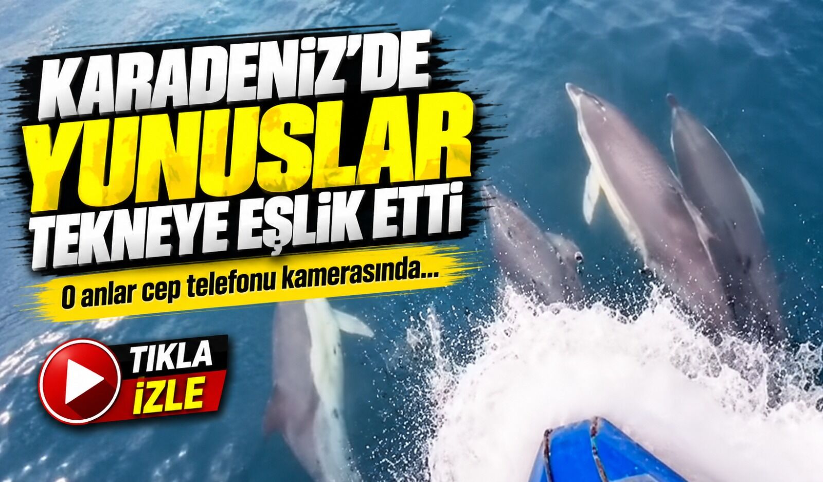 Karadeniz’de Yunuslar Tekneye Eşlik Etti; O Anlar Cep Telefonu Kamerasında