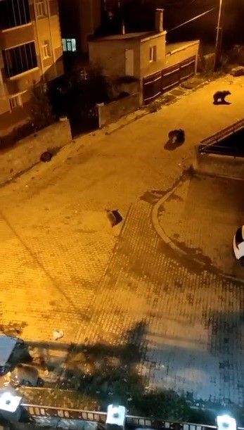 Ayılar mahalleyi istila etti