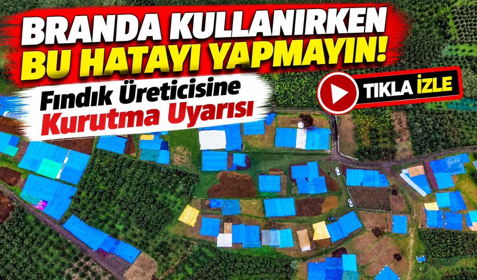 Fındık Üreticisine Kurutma Uyarısı: Branda Kullanırken Bu Hatayı Yapmayın