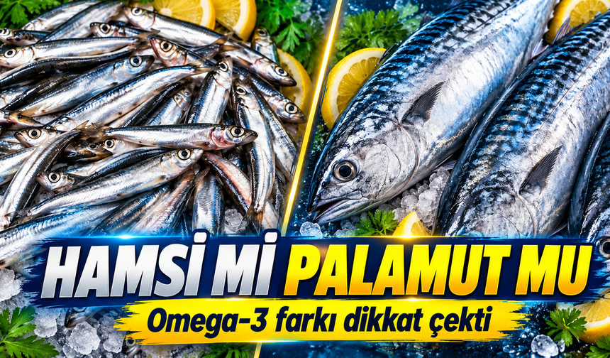 Hamsi ve Palamut Karşılaştırıldı: Omega-3 Farkı Dikkat Çekti